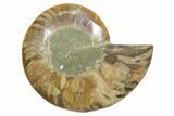 Cut & Polished Ammonite Fossil (Half) - Madagascar #349101-1
